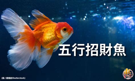 風水缸魚數量|養魚招財：最佳魚隻數量